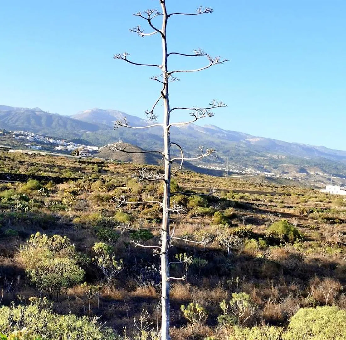 Casa Del Sur, En El Sur De Tenerife Βίλα Granadilla De Abona Σπίτι διακοπών